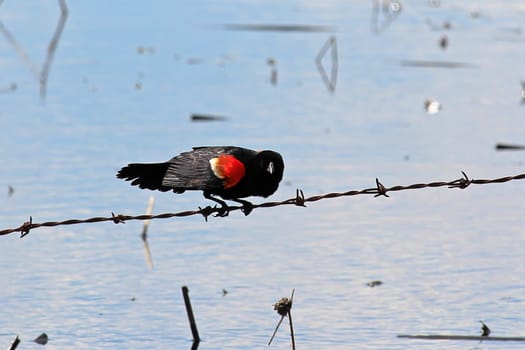 A Red Winged Blackbird balances on a fence wire.