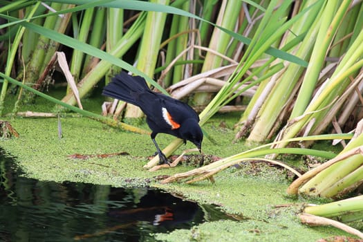 A red winged black bird picks at reeds.