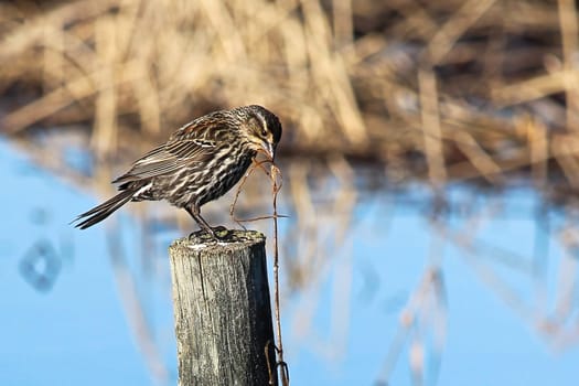 A female redwing blackbird holds grass in her beak.