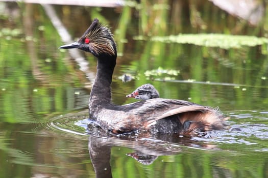 Closeup portrait of an eared grebe with a chick.