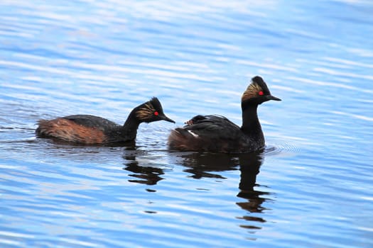 A family of eared grebes with a chick on the back.