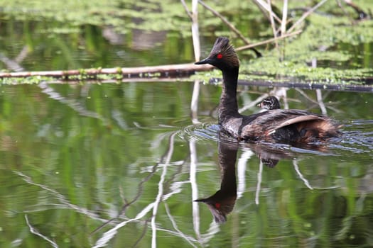 Closeup portrait of an eared grebe with a chick.