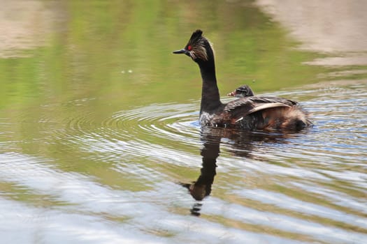 An eared grebe with chick swimming away.
