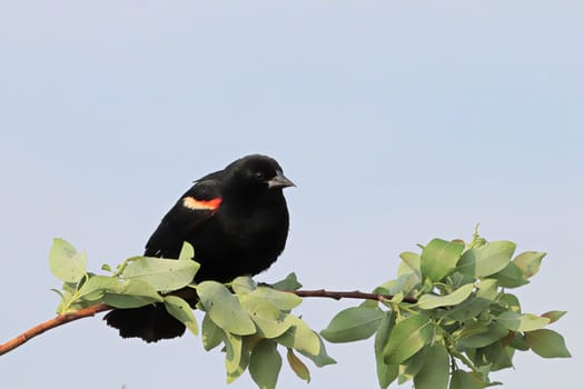 Closeup of a redwinged black bird sitting on a leafed branch.