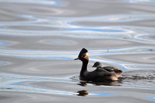 A tiny eared grebe swimming in the water.