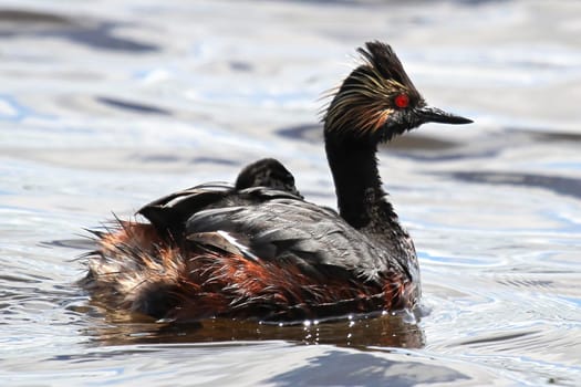 Closeup view of an eared grebe with a chick on its back.