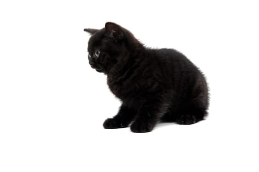 fluffy purebred black kitten sits on a white background. High quality photo