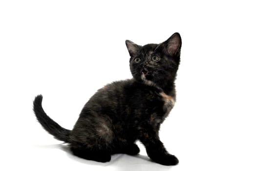 a black spotted purebred kitten sits on a white isolated background. High quality photo