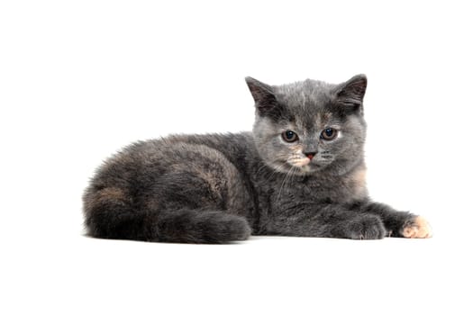 A gray purebred kitten lies on a white isolated background. High quality photo