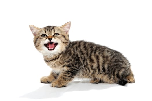 a grey spotted purebred kitten sits on a white isolated background. High quality photo