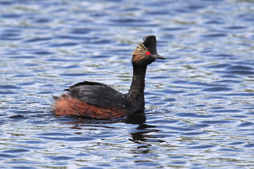 Closeup of the head of an eared grebe.