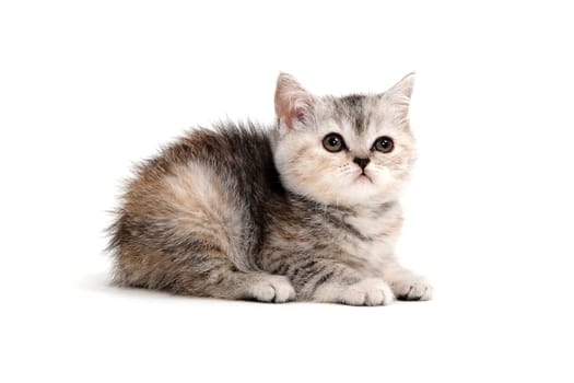 A gray purebred kitten lies on a white background. High quality photo
