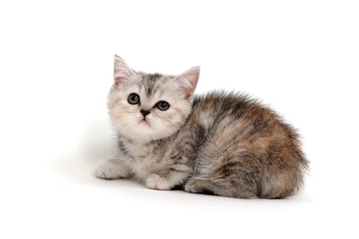 A gray purebred kitten lies on a white background. High quality photo