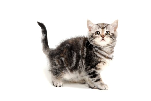 a striped purebred kitten stands on a white isolated background. High quality photo