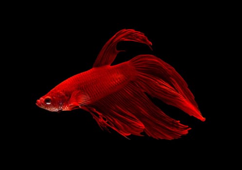 Siamese fighting fish or Betta splendens fish, popular aquarium fish in Thailand. Super Red Veiltail betta fighting fish motion isolated on black background