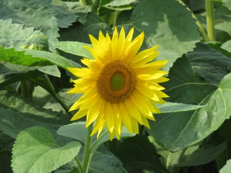beautiful sunflower flowers large yellow insects petals pollen