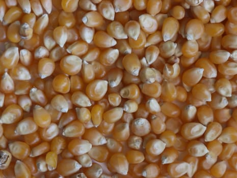 delicious natural corn popcorn flour grain food