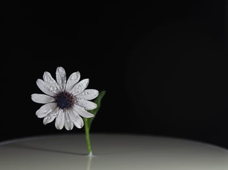 flower daisy plant natural beautiful blue aroma