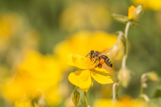 Closeup of insect in its ecosystem environment. Animal is flying to flowers busy working collect nectar. Important species protection.
