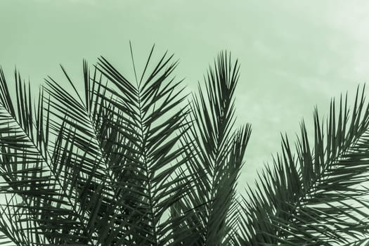 Sun light shines through leaves of palm. Beautiful wanderlust travel journey symbol for vacation trip to southern holiday dream island