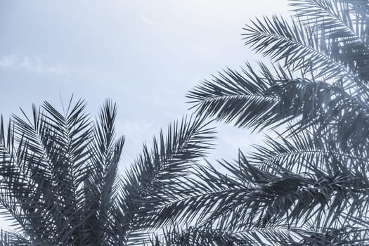 Sun light shines through leaves of palm. Beautiful wanderlust travel journey symbol for vacation trip to southern holiday dream island