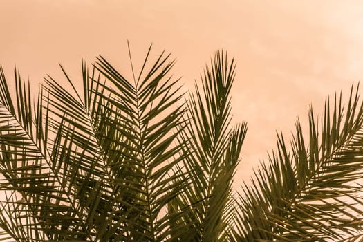Sun light shines through leaves of palm. Beautiful wanderlust travel journey symbol for vacation trip to southern holiday dream island