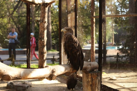 A war eagle sitting on a branch in a zoo cage.