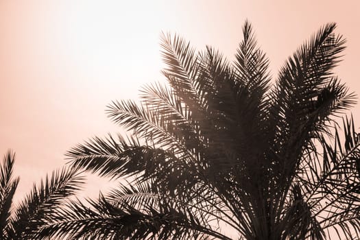 Sun light shines through leaves of palm. Beautiful wanderlust travel journey symbol for vacation trip to southern holiday dream island