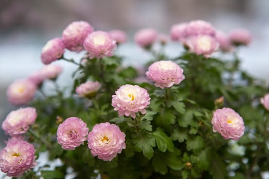 Pink Pot Mum Ping Pong Ju , a small, spherical chrysanthemum. Its flower language has the meaning of collection, good luck, and bring full of good luck