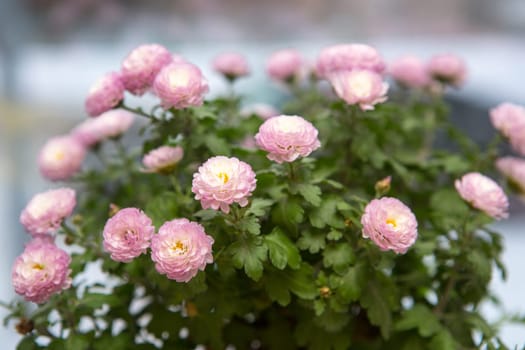 Pink Pot Mum Ping Pong Ju , a small, spherical chrysanthemum. Its flower language has the meaning of collection, good luck, and bring full of good luck
