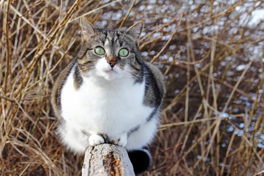 A small fat cat sits curiously on a fence post