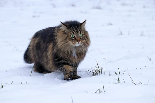 A Norwegian Forest Cat runs through the snow in winter hunting