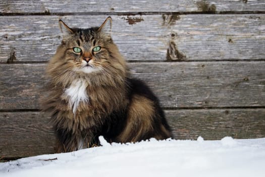 A brown and black Norwegian Forest Cat sits in the snow in winter