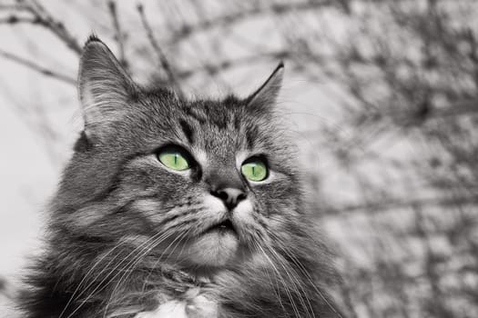 The head of a pretty Norwegian Forest Cat in black and white with green eyes
