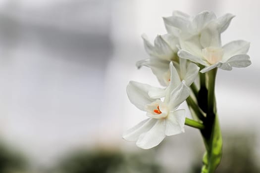 Closeup of white daffodils against a grey background.