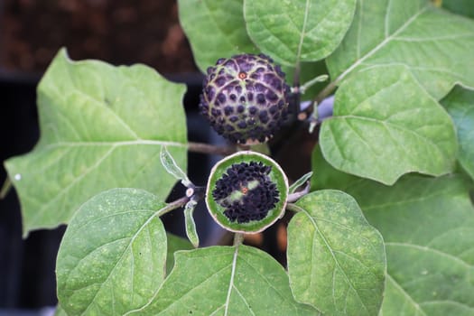 Top view of the seed pod on a datura plant.