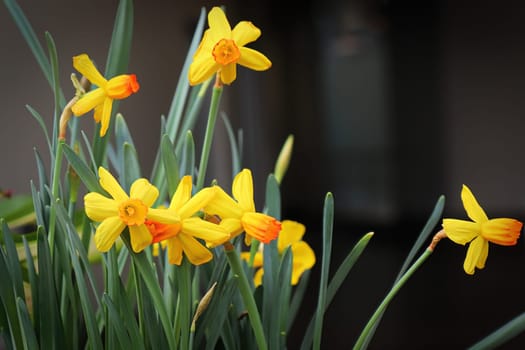 Tiny yellow and orange centered daffodils in bloom.