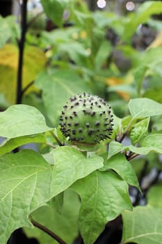 Closeup of the seed pod on a datura plant.