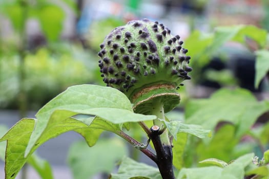 Macro of the seed pod on a datura plant.