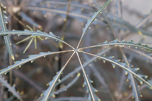 Macro of the leaf centers on a False Aralia plant.