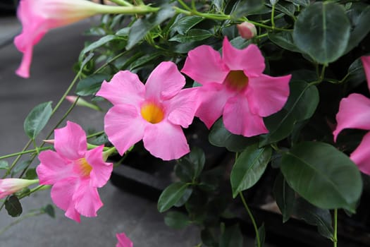 Closeup of pink flowers on a Dipladenia plant.