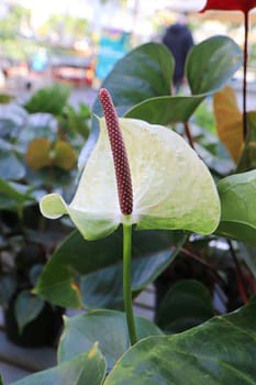 Vertical photo of the white leaf on a Flamingo plant.