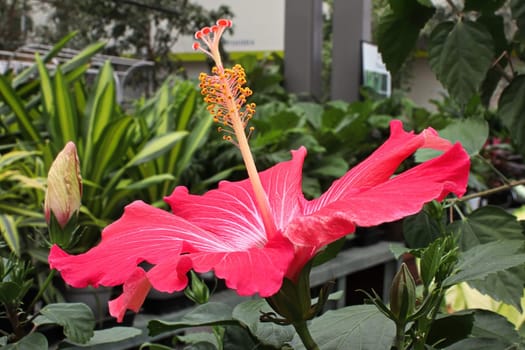 Side view of pink Hibiscus flowers in bloom.