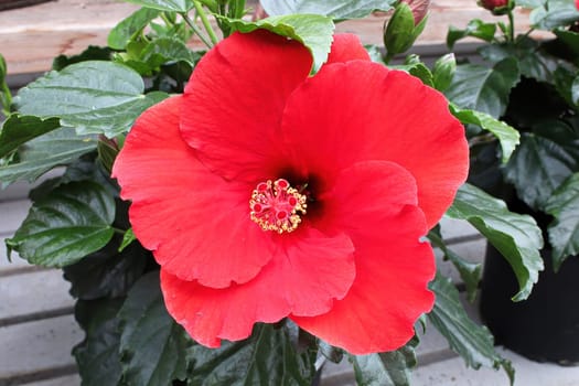 Closeup of a red Hibiscus flower against a green background.