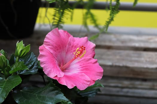 Side view of pink Hibiscus flowers in bloom.