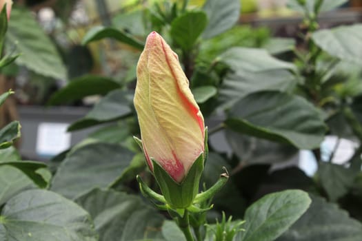 A Hibiscus bud about to open up.