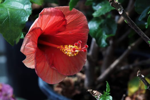Closeup of a red Hibiscus flower against a green background.