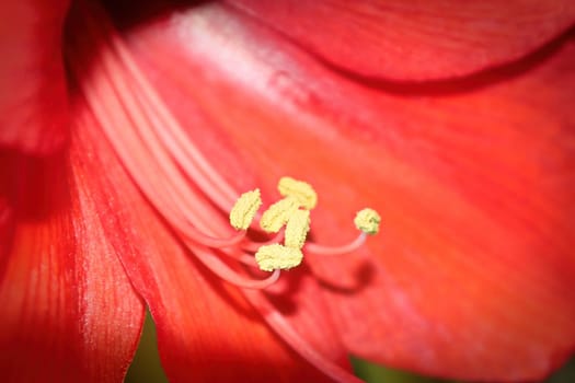 Tiny filaments of anthers on an Amaryllis plant.