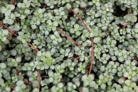 Closeup of the leaves and stems on a Baby Tears plant.