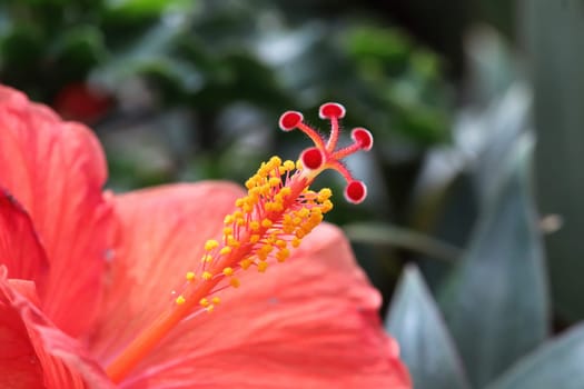 Macro of the stigma and stamen on a Hibiscus flower.
